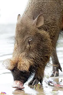 Malaysia Prints: Bornean Bearded Pig on the beach Bako National Park, Sarawak, Malaysia, Borneo, Asia Date: