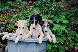 Pure Breed Prints: Three Borzoi puppies in a flower pot