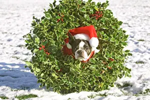 Covered Prints: Boston Terrier dog wearing a Christmas wreath