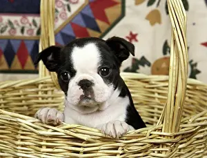 Loyalty Prints: Boston Terrier puppy in a wicker basket