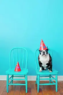 Domestic Dogs Prints: Boston terrier seated on blue chair wearing party hat