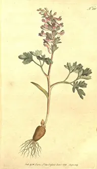 Visible Prints: The Botanical Magazine, or Flower-garden Displayed