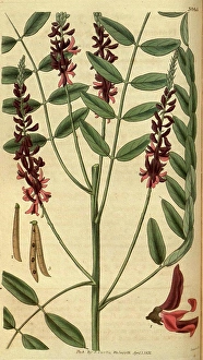 Engraver Prints: Botanical print or English natural history illustration by Joseph Swan 1796-1872