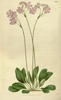 Engraver Prints: Botanical print or English natural history illustration by Joseph Swan 1796-1872