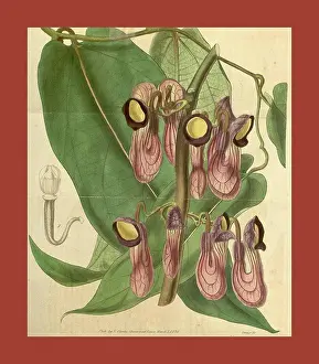 Engraver Prints: Botanical print or English natural history illustration by Joseph Swan 1796-1872
