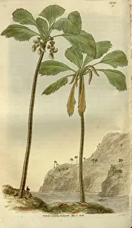 Engraver Prints: Botanical print or English natural history illustration by Joseph Swan 1796-1872