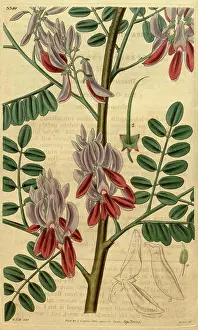 Professor Prints: Botanical print by Sir William Jackson Hooker