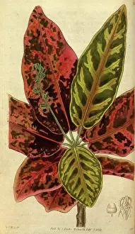 Professor Prints: Botanical print by Sir William Jackson Hooker