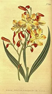 1819 Prints: Botanical print by Sydenham Teast Edwards 1768 - 1819