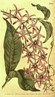 1819 Prints: Botanical print by Sydenham Teast Edwards 1768 - 1819