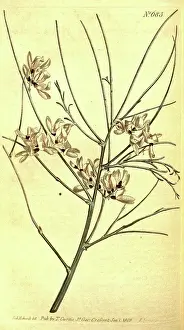 1819 Prints: Botanical print by Sydenham Teast Edwards 1768 - 1819