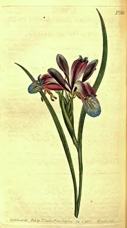 1819 Prints: Botanical print by Sydenham Teast Edwards 1768 - 1819