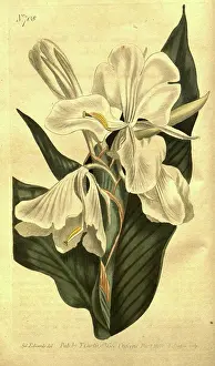 1819 Prints: Botanical print by Sydenham Teast Edwards 1768 - 1819
