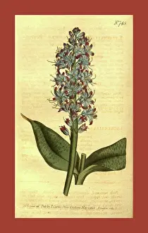 1819 Prints: Botanical print by Sydenham Teast Edwards 1768 - 1819