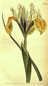 1819 Prints: Botanical print by Sydenham Teast Edwards 1768 - 1819