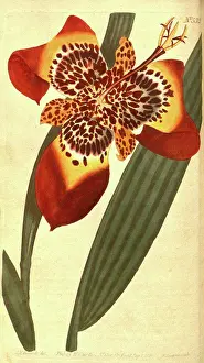 1819 Prints: Botanical print by Sydenham Teast Edwards 1768 - 1819