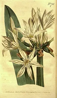 1819 Prints: Botanical print by Sydenham Teast Edwards 1768 - 1819