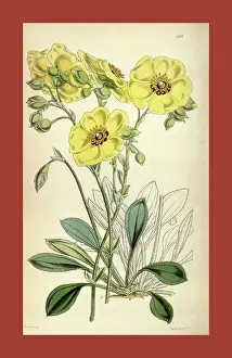 Antique Print Prints: Botanical Print by Walter Hood Fitch 1817 - 1892
