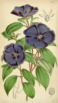Antique Print Prints: Botanical Print by Walter Hood Fitch 1817 - 1892