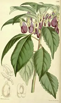 Botanical Print by Walter Hood Fitch 1817 - 1892
