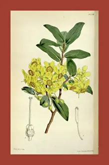 Antique Print Prints: Botanical Print by Walter Hood Fitch 1817 - 1892