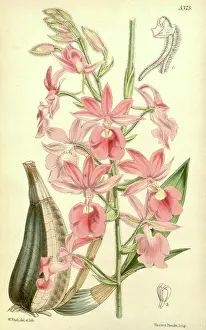 Antique Print Prints: Botanical Print by Walter Hood Fitch 1817 - 1892