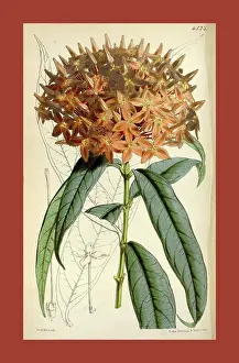 Antique Print Prints: Botanical Print by Walter Hood Fitch 1817 - 1892