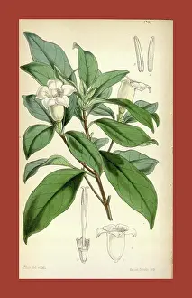 Antique Print Prints: Botanical Print by Walter Hood Fitch 1817 - 1892