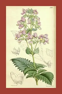 Antique Print Prints: Botanical Print by Walter Hood Fitch 1817 - 1892
