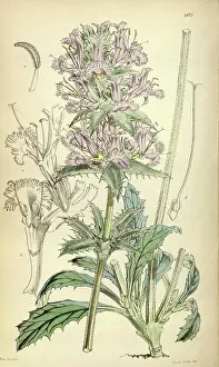 Antique Print Prints: Botanical Print by Walter Hood Fitch 1817 - 1892