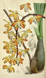 Antique Print Prints: Botanical Print by Walter Hood Fitch 1817 - 1892