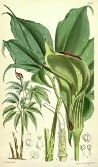Antique Print Prints: Botanical Print by Walter Hood Fitch 1817 - 1892