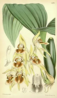 Antique Print Prints: Botanical Print by Walter Hood Fitch 1817 - 1892