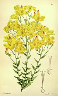 Floral Prints: Botanical Print by Walter Hood Fitch 1817 - 1892