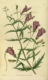 Floral Prints: Botanical Print by Walter Hood Fitch 1817 - 1892