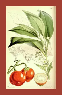 Floral Prints: Botanical Print by Walter Hood Fitch 1817 - 1892