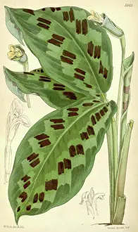 Floral Prints: Botanical Print by Walter Hood Fitch 1817 - 1892