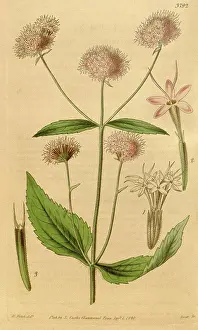 Floral Prints: Botanical Print by Walter Hood Fitch 1817 - 1892