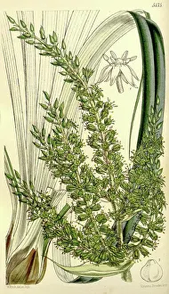 Floral Prints: Botanical Print by Walter Hood Fitch 1817 - 1892