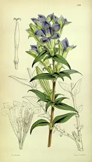 Floral Prints: Botanical Print by Walter Hood Fitch 1817 - 1892