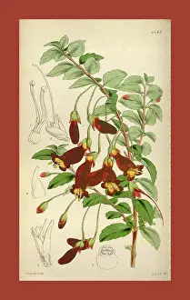 Floral Prints: Botanical Print by Walter Hood Fitch 1817 - 1892