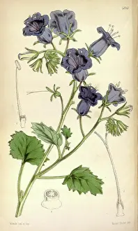 Floral Prints: Botanical Print by Walter Hood Fitch 1817 - 1892