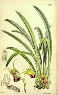 Floral Prints: Botanical Print by Walter Hood Fitch 1817 - 1892