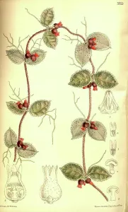 Floral Prints: Botanical Print by Walter Hood Fitch 1817 - 1892