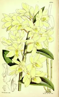 Bloom Prints: Botanical Print by Walter Hood Fitch 1817 - 1892