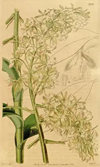 Bloom Prints: Botanical Print by Walter Hood Fitch 1817 - 1892