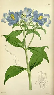 Bloom Prints: Botanical Print by Walter Hood Fitch 1817 - 1892