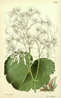 Bloom Prints: Botanical Print by Walter Hood Fitch 1817 - 1892