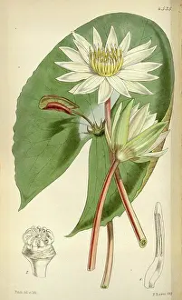 Bloom Prints: Botanical Print by Walter Hood Fitch 1817 - 1892