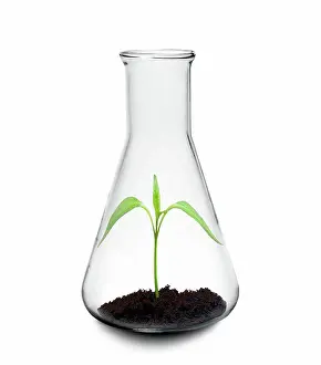 Idea Prints: Botanical research, conceptual image